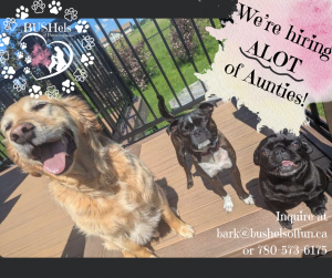 BUSHels of Fun Pet Care Services