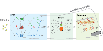 Sivaramakrishan Lab; University of Minnesota Department of Genetics, Cell Biology and Development