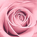 Boutique La Vie En Rose