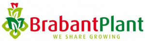 Brabant Plant