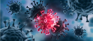 Coronavirus Animal Model