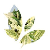 The Scotts Miracle-Gro Company