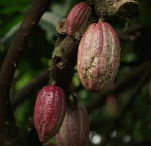 callebaut chocolate company