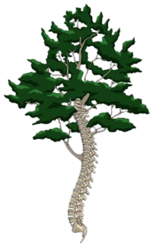 Aspen Family Chiropractic