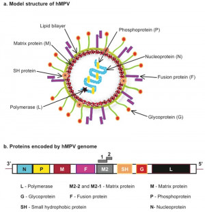 Antibody Pairs