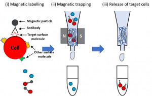 Beads-Based Cell Isolation