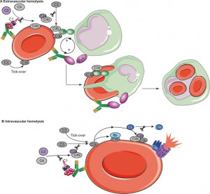 Respiratory Syncytial Virus Antigens
