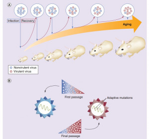 Dengue Virus Mouse Models