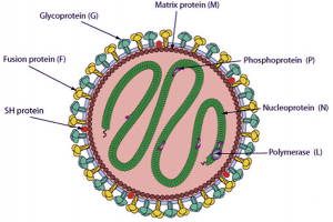 Respiratory Syncytial Virus Antigens