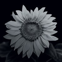 Wildflower International, LTD.