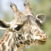 Rhode Island Zoological Society