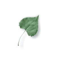 Meridell Achievement Center