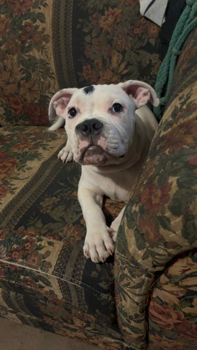 Jonathan Lamar Lamb Lamb